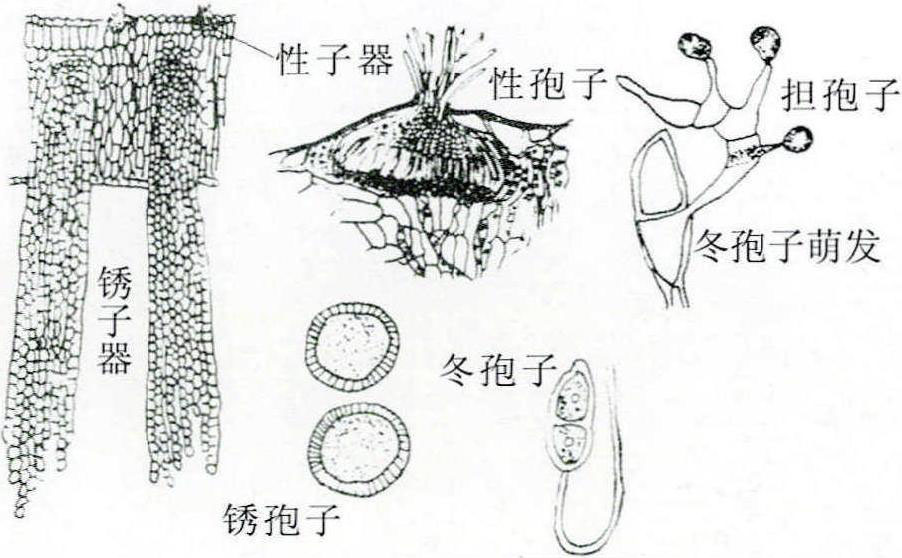 10-27 梨锈病病原菌4种孢子